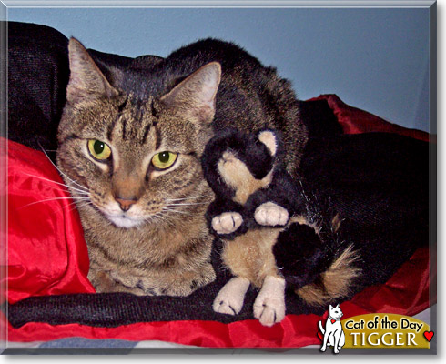 Tigger, the Cat of the Day