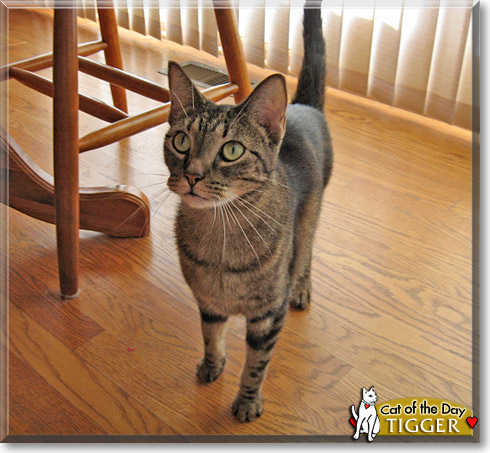 Tigger, the Cat of the Day