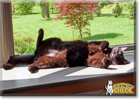 Chloe, the Cat of the Day Chloe, the Cat of the Day