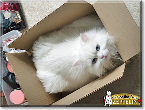 Zeppelin, the Cat of the Day