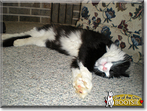 Bootsie, the Cat of the Day Bootsie, the Cat of the Day