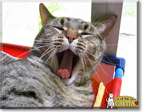 Gretta, the Cat of the Day Gretta, the Cat of the Day