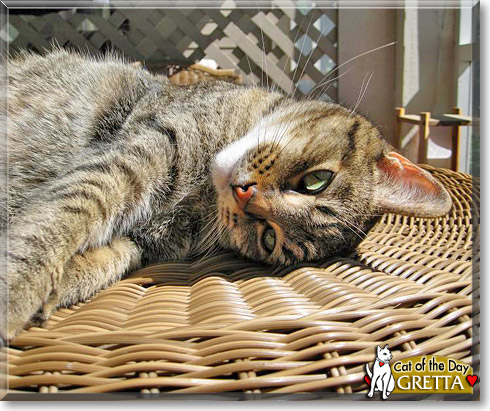 Gretta, the Cat of the Day Gretta, the Cat of the Day