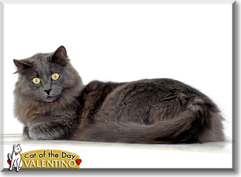 Valentino, the Cat of the Day