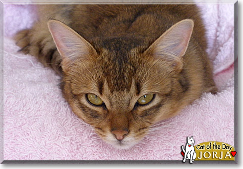 Jorja, the Cat of the Day