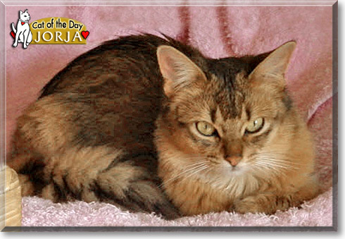 Jorja, the Cat of the Day