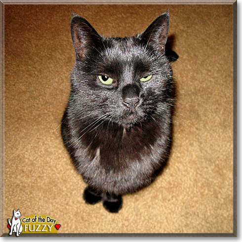 Fuzzy, the Cat of the Day