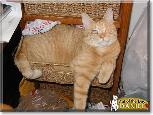 Daniel, the Cat of the Day