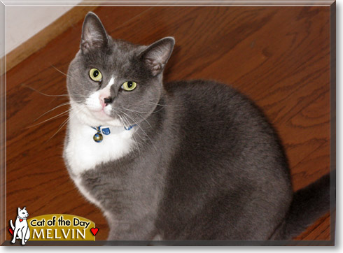 Melvin, the Cat of the Day