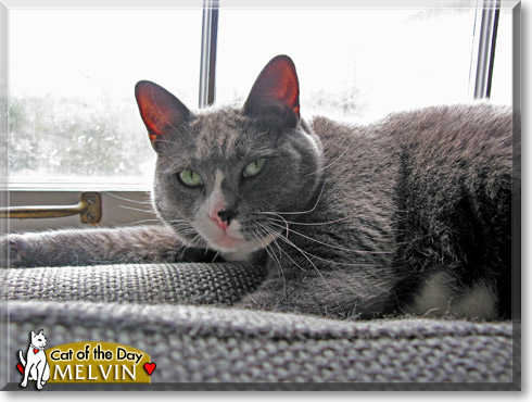 Melvin, the Cat of the Day