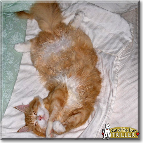 Triller Belle, the Cat of the Day