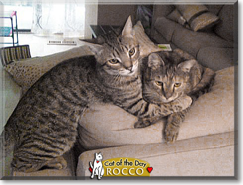 Rocco, the Cat of the Day