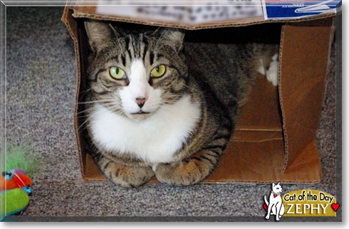 Zephy, the Cat of the Day