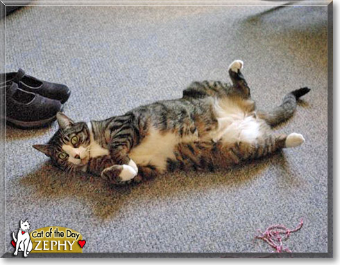 Zephy, the Cat of the Day Zephy, the Cat of the Day