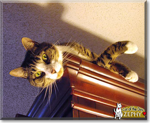 Zephy, the Cat of the Day Zephy, the Cat of the Day