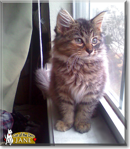 Jane, the Cat of the Day
