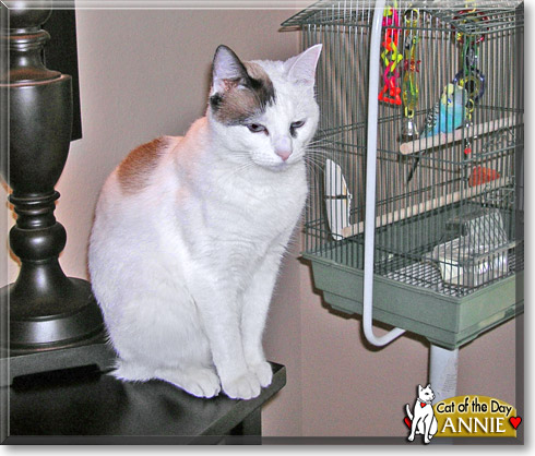 Annie, the Cat of the Day Annie, the Cat of the Day