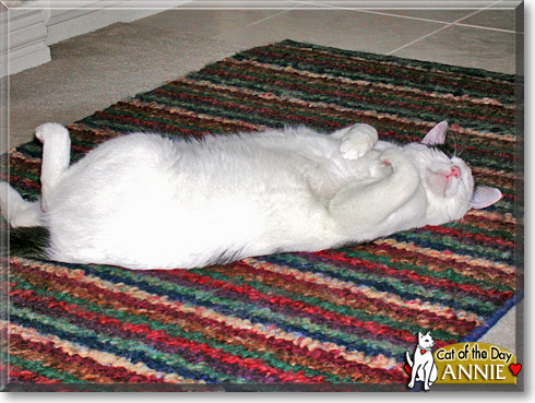 Annie, the Cat of the Day Annie, the Cat of the Day