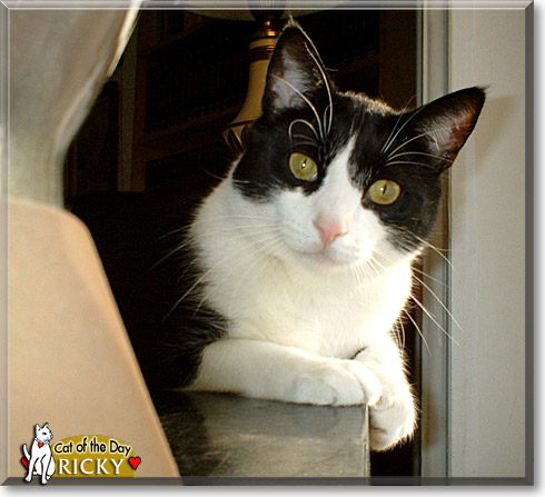 Ricky, the Cat of the Day