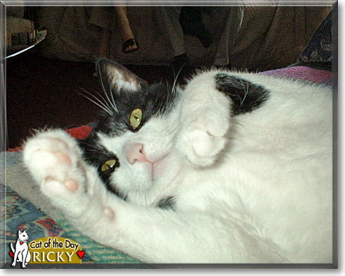 Ricky, the Cat of the Day Ricky, the Cat of the Day