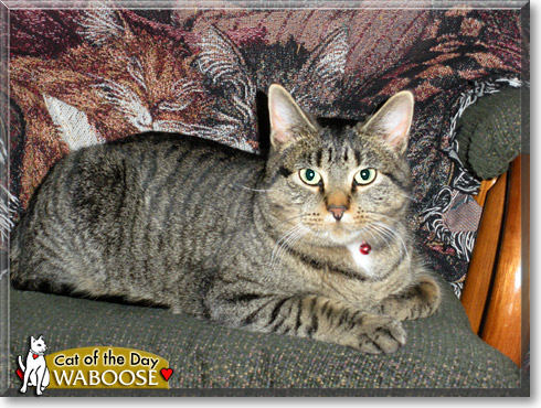 Waboose, the Cat of the Day
