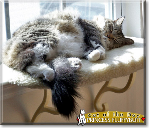 Princess Fluffybutt, the Cat of the Day