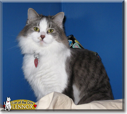 Lennox, the Cat of the Day