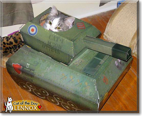 Lennox, the Cat of the Day