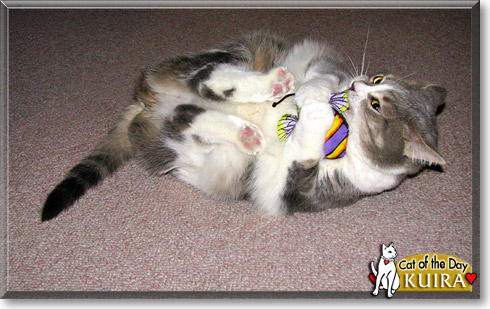 Kuira, the Cat of the Day Kuira, the Cat of the Day