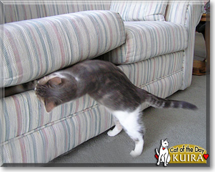 Kuira, the Cat of the Day Kuira, the Cat of the Day