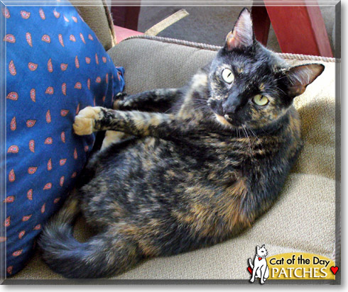 Patches, the Cat of the Day