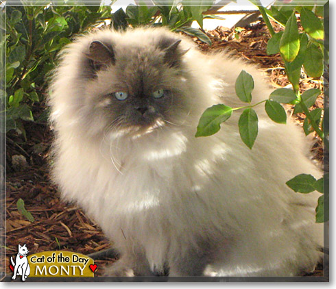 Monty, the Cat of the Day Monty, the Cat of the Day