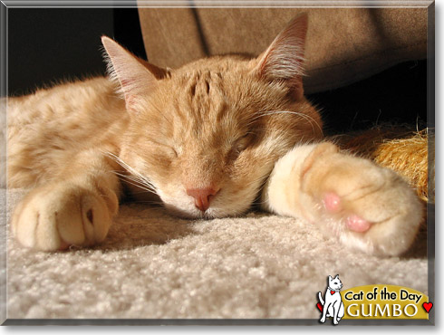 Gumbo, the Cat of the Day