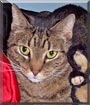 Tigger
