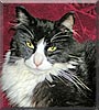 Bootsie