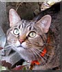 Gretta