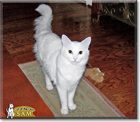 Sam, the Cat of the Day