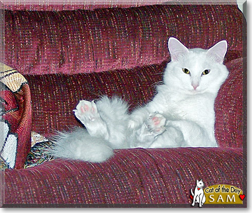 Sam, the Cat of the Day Sam, the Cat of the Day