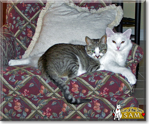 Sam, the Cat of the Day Sam, the Cat of the Day