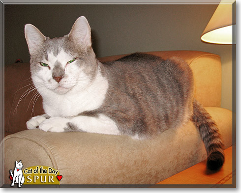 Spur, the Cat of the Day