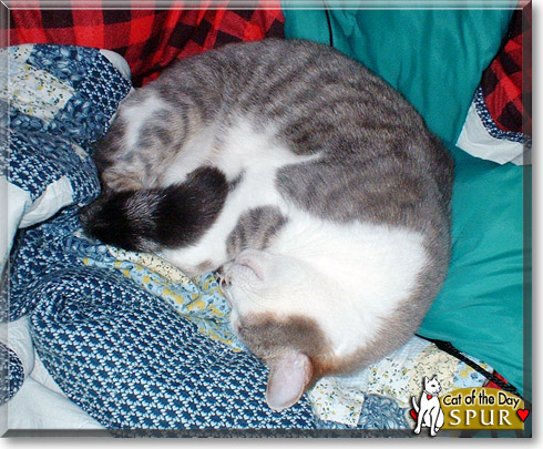 Spur, the Cat of the Day Spur, the Cat of the Day