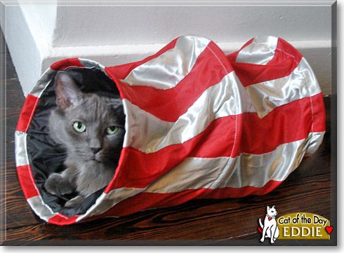 Eddie, the Cat of the Day