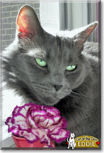 Eddie, the Cat of the Day