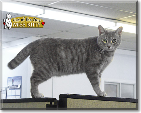 Miss Kitty, the Cat of the Day