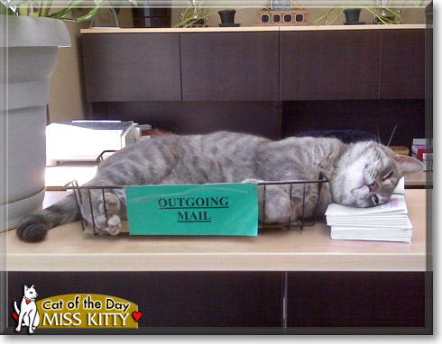 Miss Kitty, the Cat of the Day