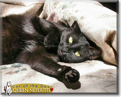 Queen Nefertiti, the Cat of the Day