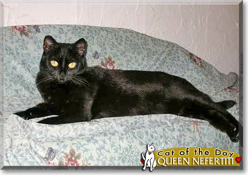Queen Nefertiti, the Cat of the Day Queen Nefertiti, the Cat of the Day