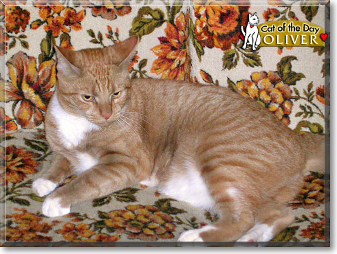 Oliver, the Cat of the Day