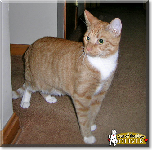 Oliver, the Cat of the Day Oliver, the Cat of the Day