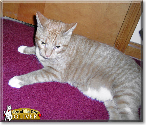 Oliver, the Cat of the Day Oliver, the Cat of the Day